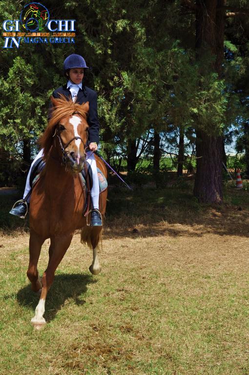 Torneo regionale di equitazione 2.06.2013 centro ippico tucci team (9)